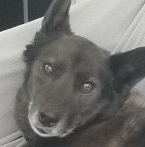 Meet your Posher, Nevin